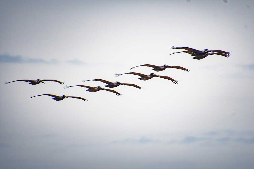 FeatherFest Birding and Nature Photography At It's Finest